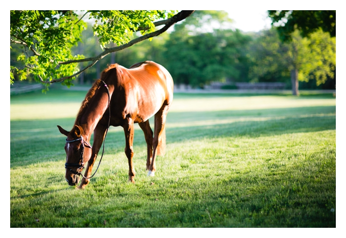 Horse at Gathering Farm 