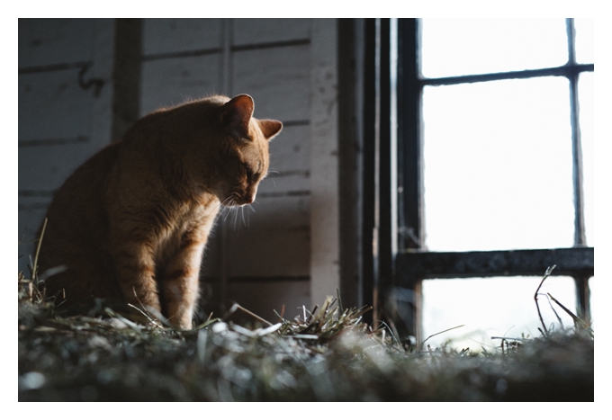 Barn Cat, Gathering Farm 